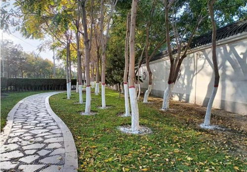市林草局園林綠化大隊有序開展樹木涂白工作 筑牢冬季綠化養(yǎng)護“防護墻”