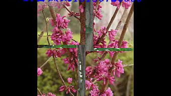 櫻花之美與園林綠化 價(jià)格、產(chǎn)地與小苗選購指南