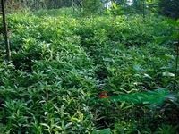 江西木荷苗新報(bào)價(jià)與園林綠化應(yīng)用優(yōu)勢解析